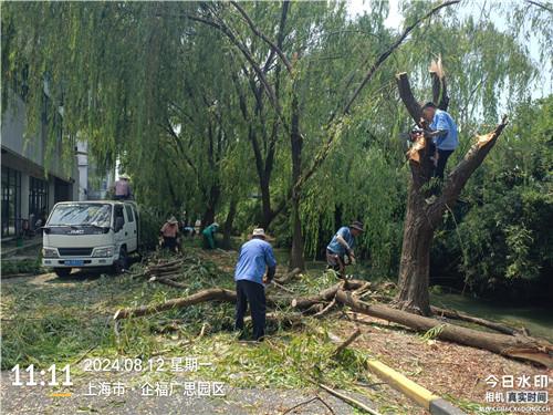 暴風雨后6棵老樹折斷，企福物業快速應對